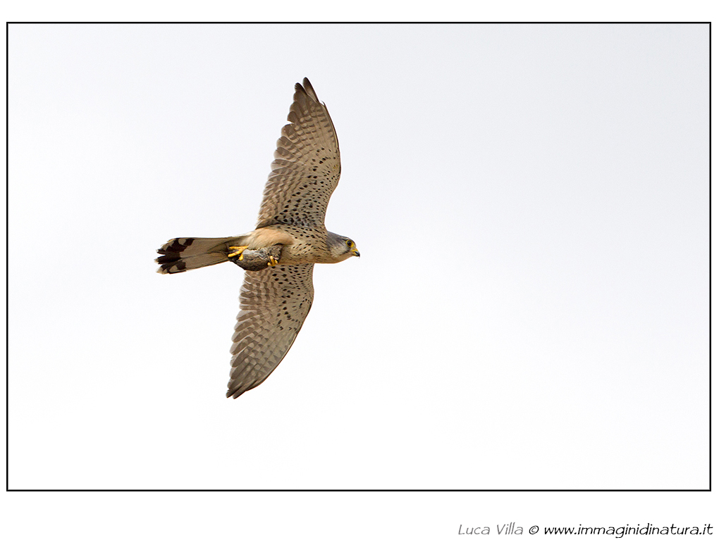 Gheppio - Falco tinnunculus